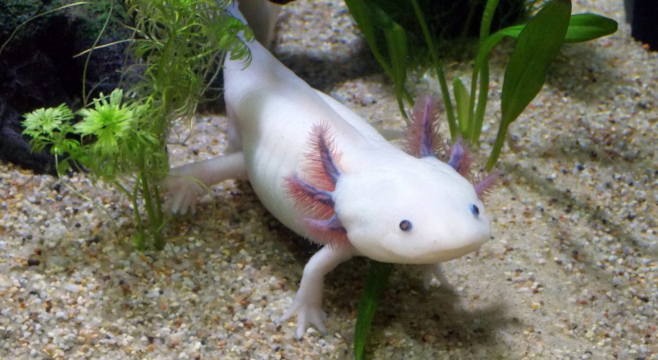 Axolotl : caractéristiques, mode de vie, santé