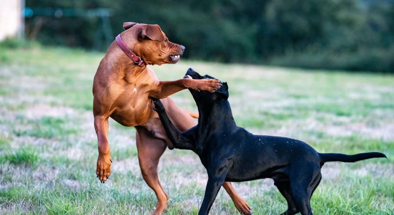 Comment arrêter des chiens qui se bagarrent ?