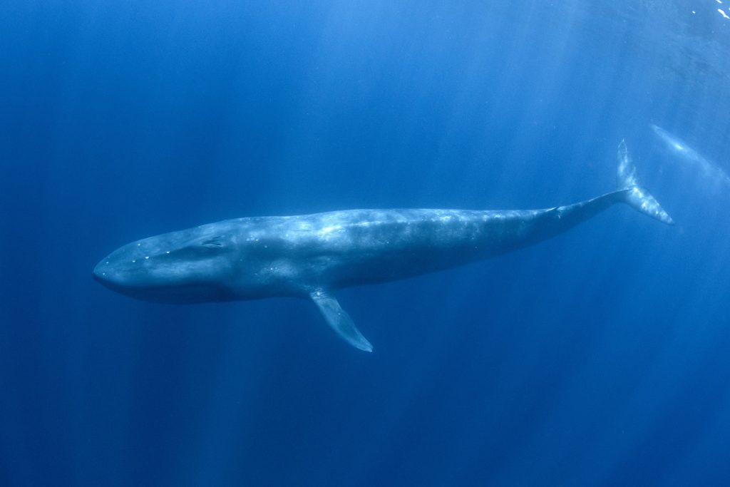 Baleine bleue