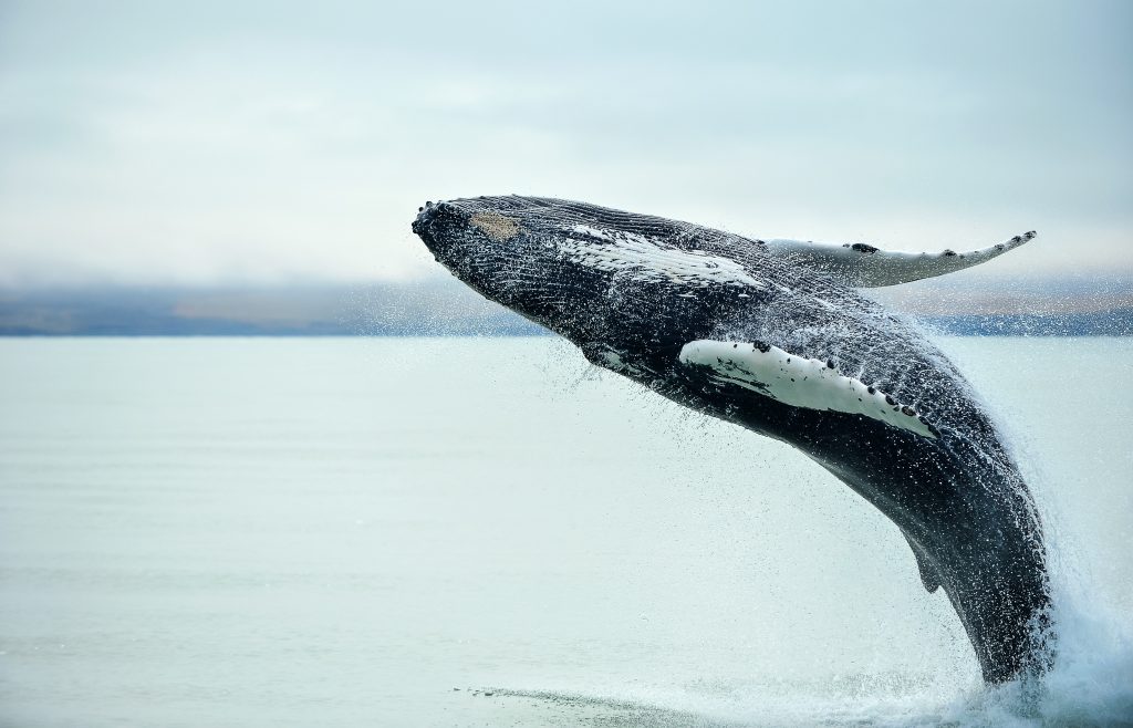 Baleine à bosse Islande