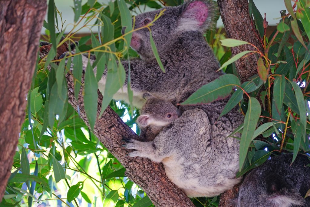 bébé koala dans la poche de sa mère