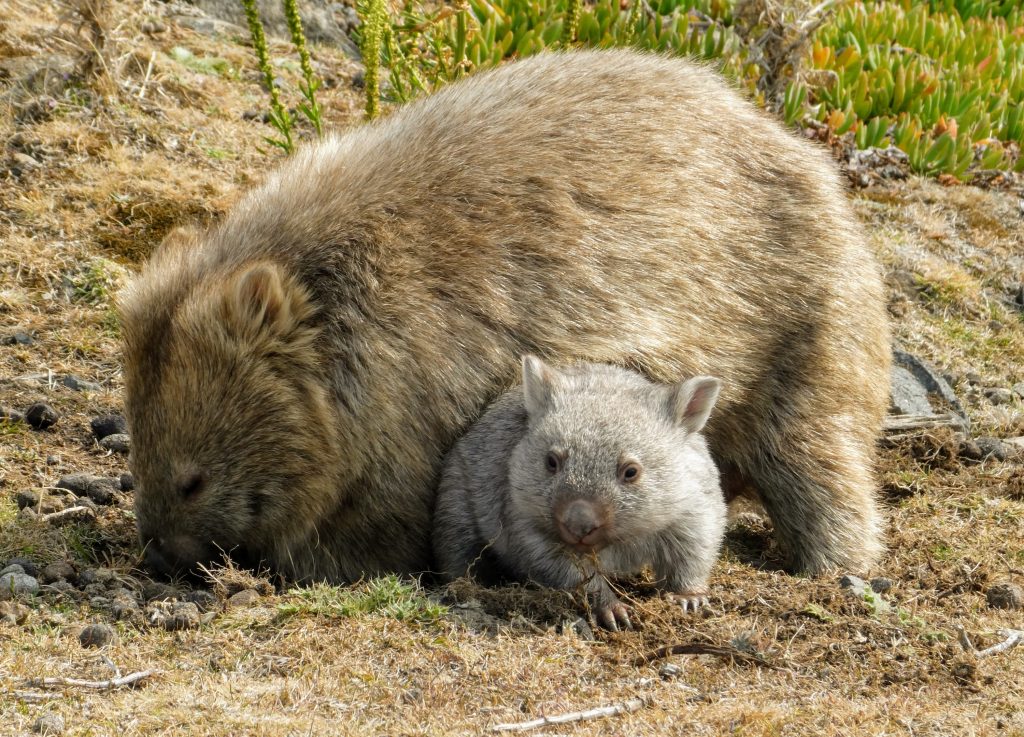 bébé wombat avec sa mère