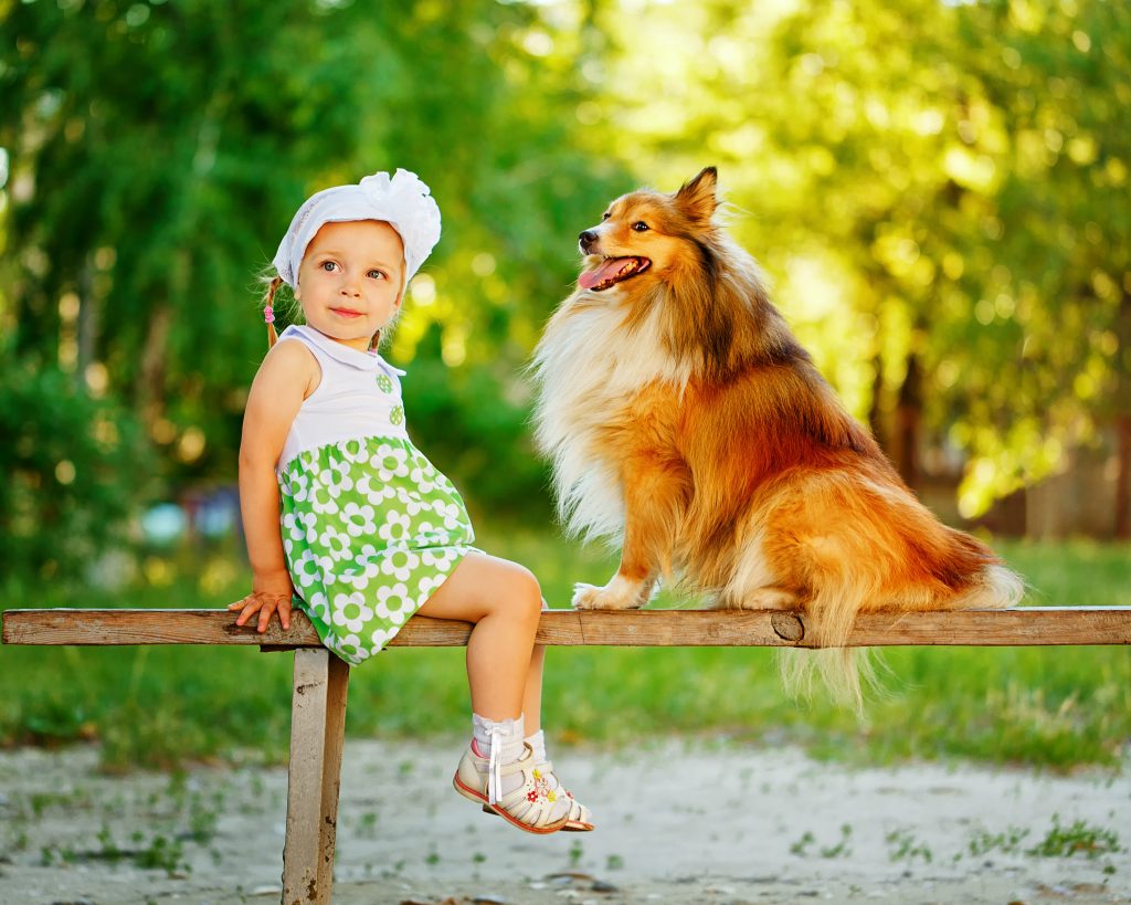 Sheltie avec enfant