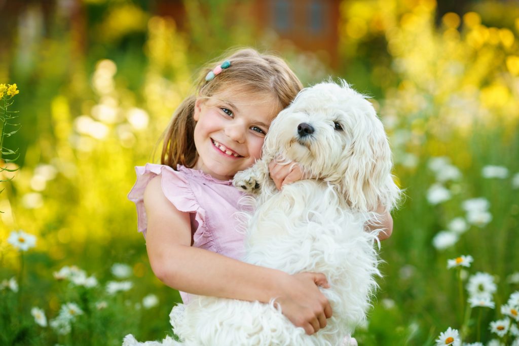 Bichon Maltais avec enfant