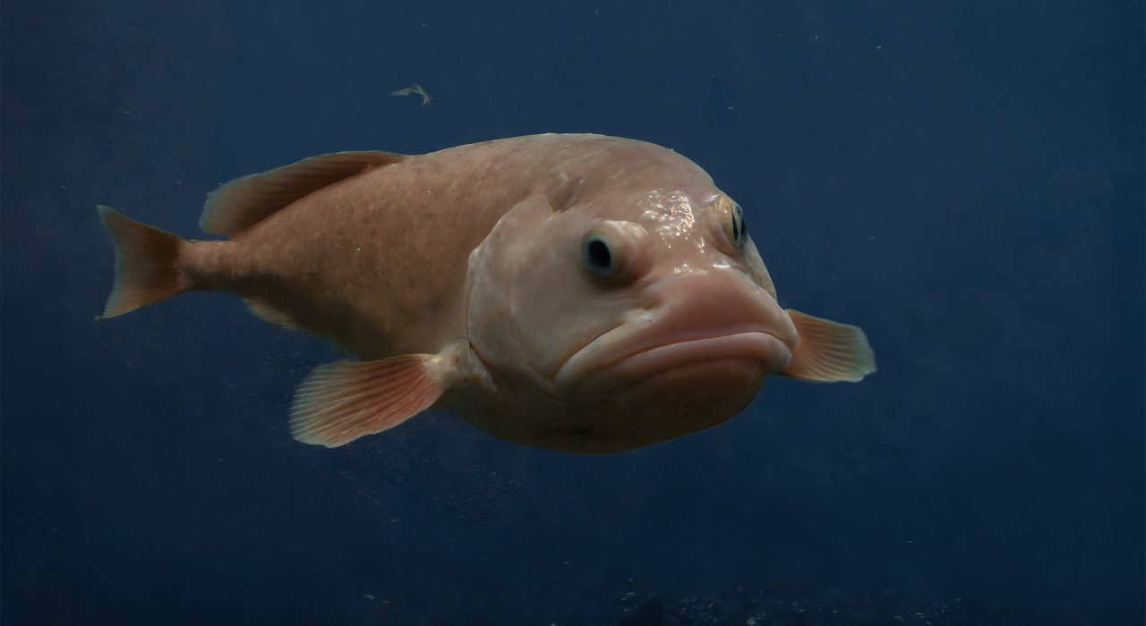 Blobfish : Tout Savoir sur le poisson le plus moche !