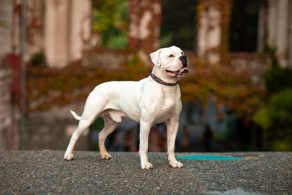 Bouledogue Américain