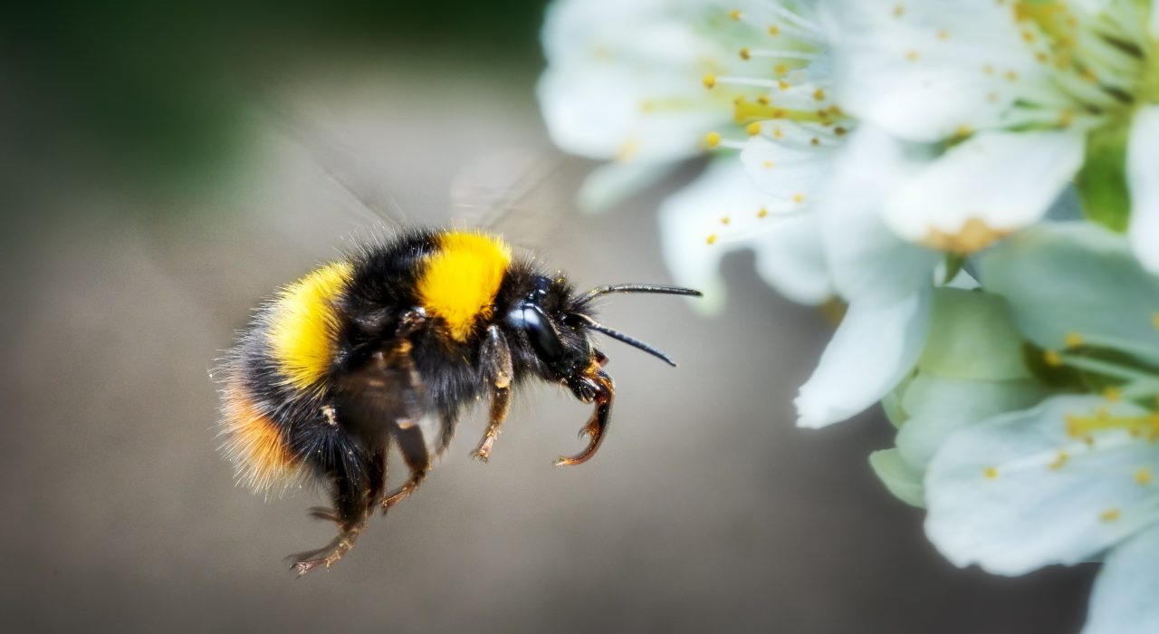 Le Bourdon peut-il piquer ? 5 Idées reçues sur cet insecte