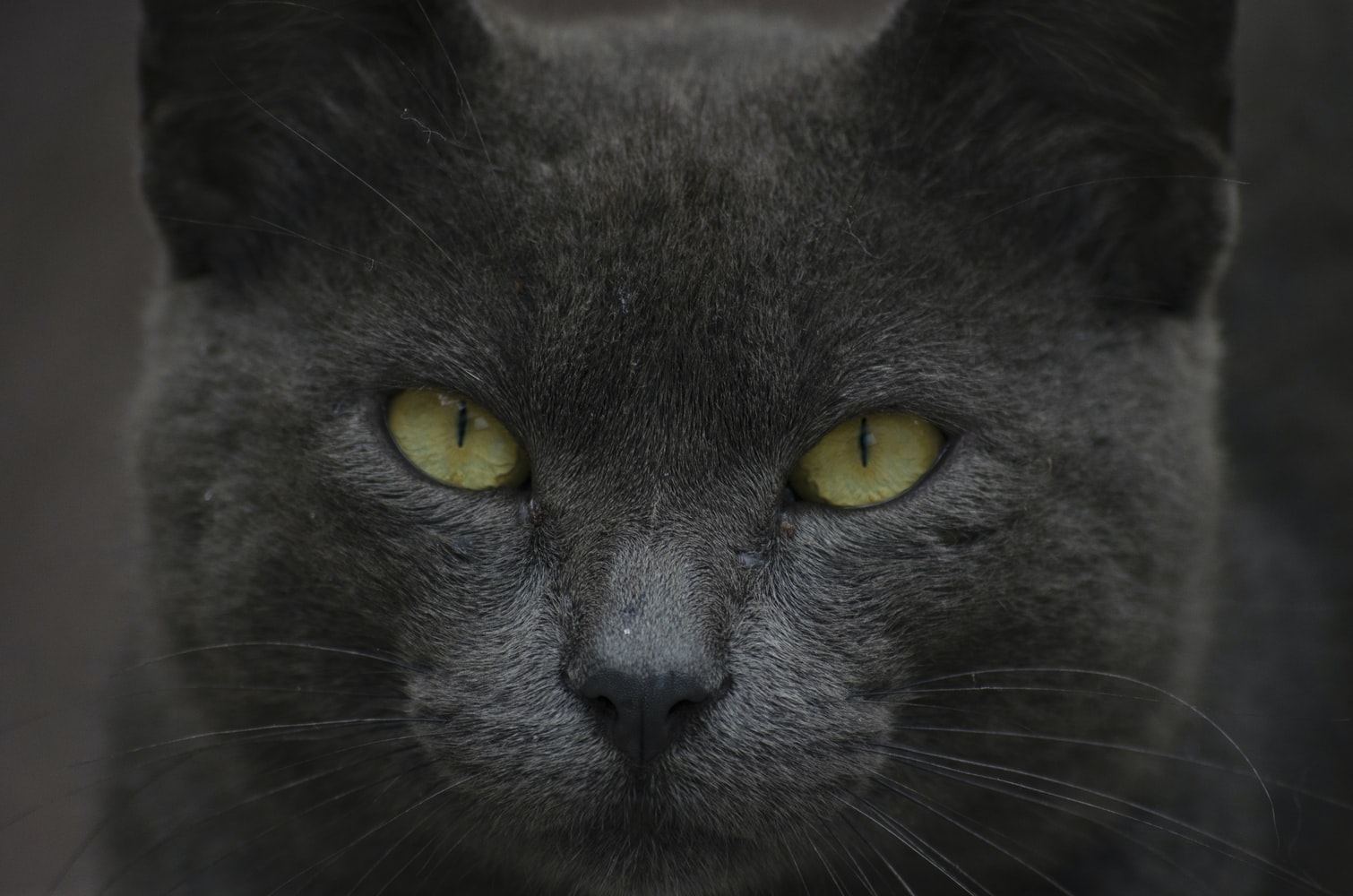 Les Chats Voient Ils Dans Le Noir Autour Des Animaux