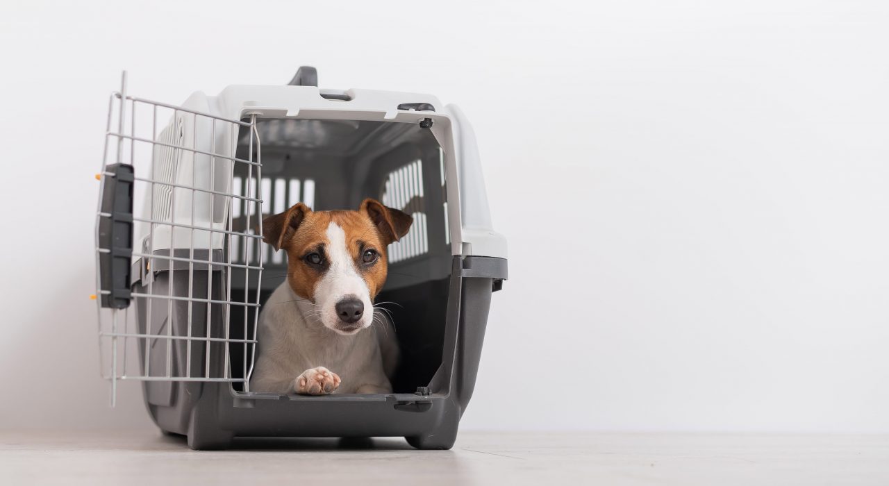 Quelle cage de transport choisir pour voyager avec son chien ?