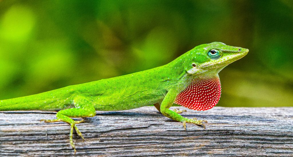 caméléon