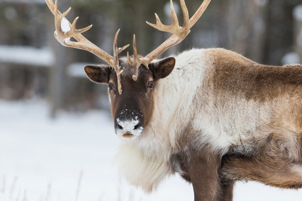 Caribou