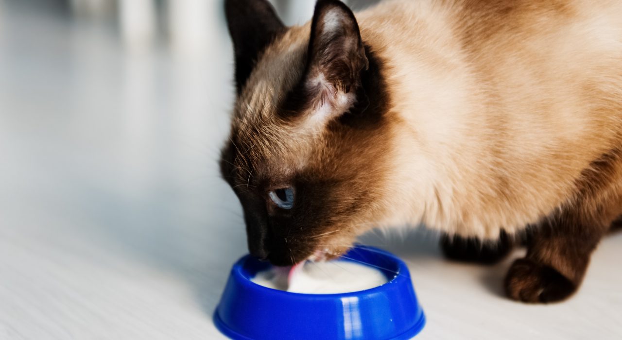 Peut-on donner du lait à son chat ?