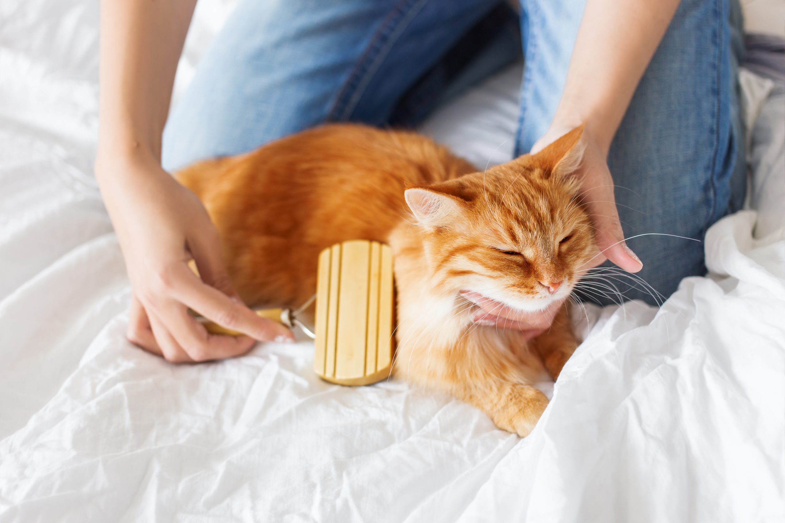 Toilettage du chat : devez-vous laver votre chat?