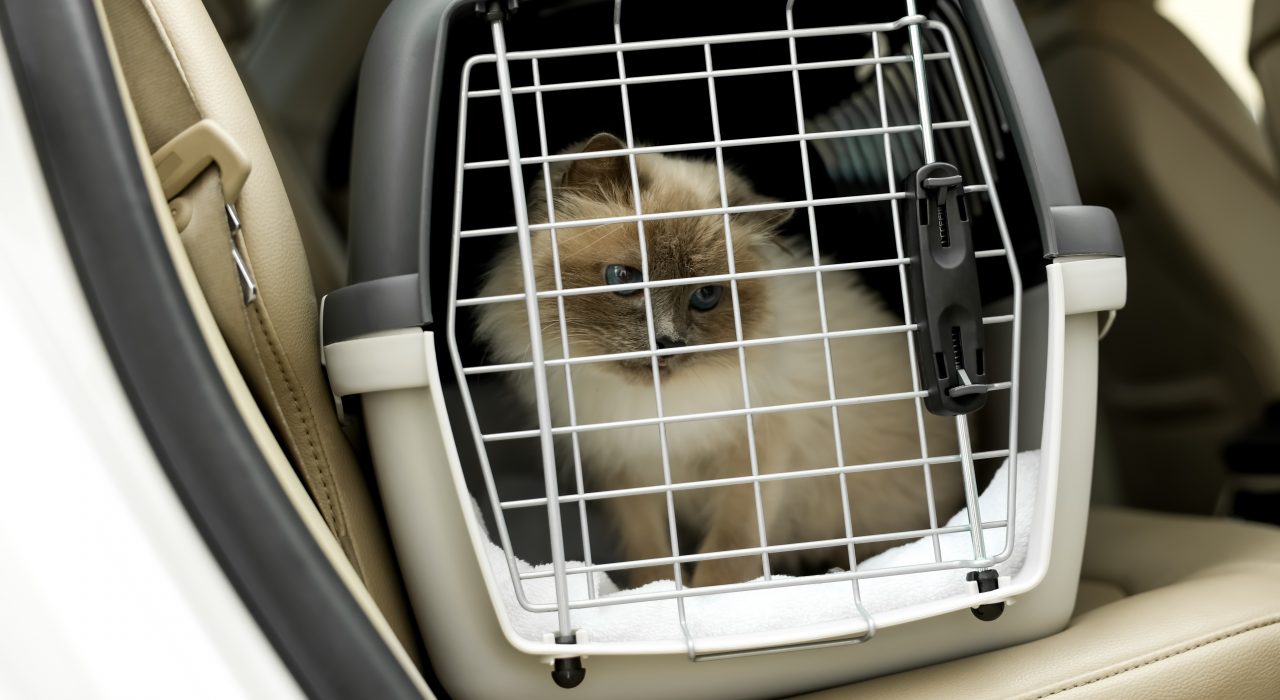 Conseils pour transporter son chat en voiture