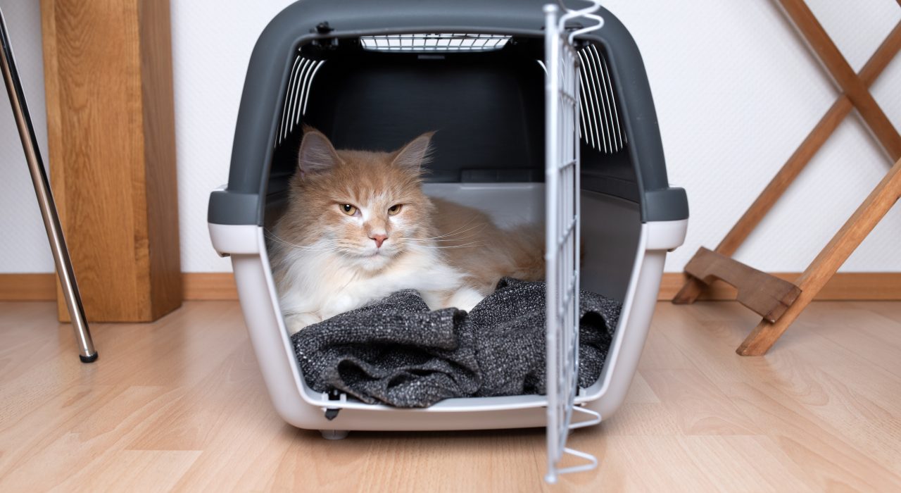 Comment choisir la cage de transport de son chat ?