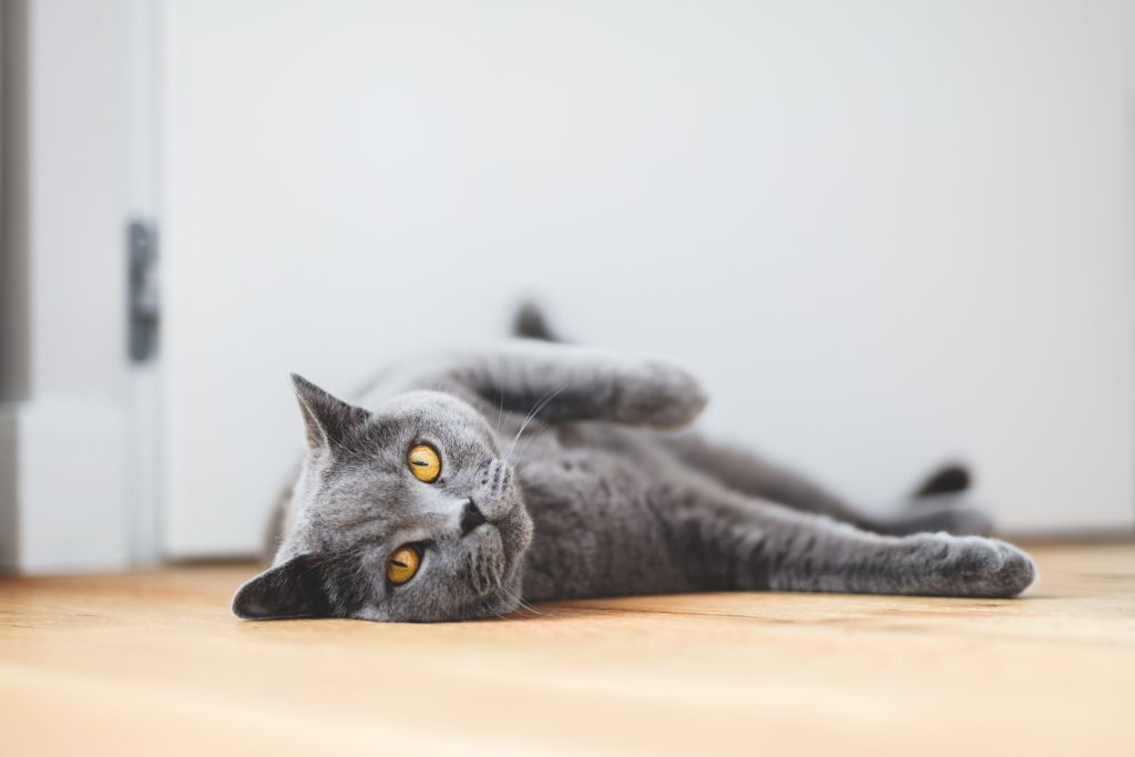 Chat allongé dans sa maison