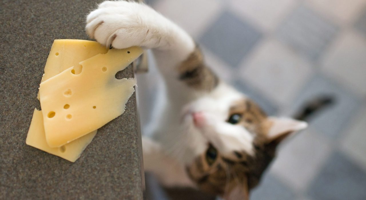 Le chat peut-il manger du fromage ?