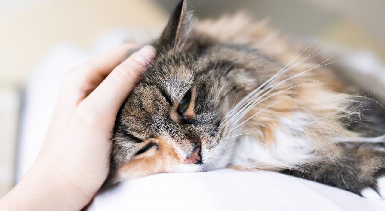 L’anémie chez le chat