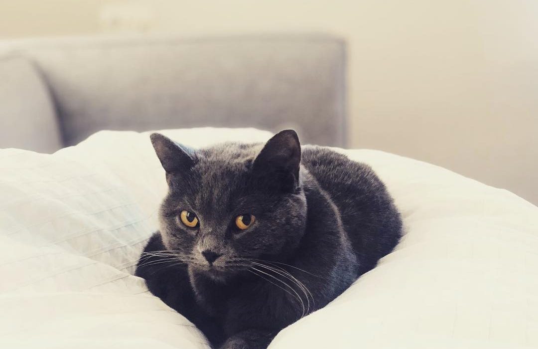 Le coryza du chat : causes, symptômes et traitement