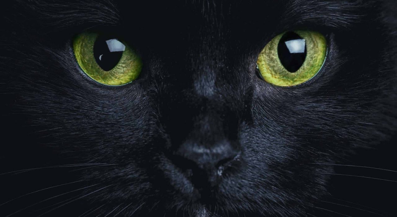 Adopter un chat noir, 8 raisons de craquer