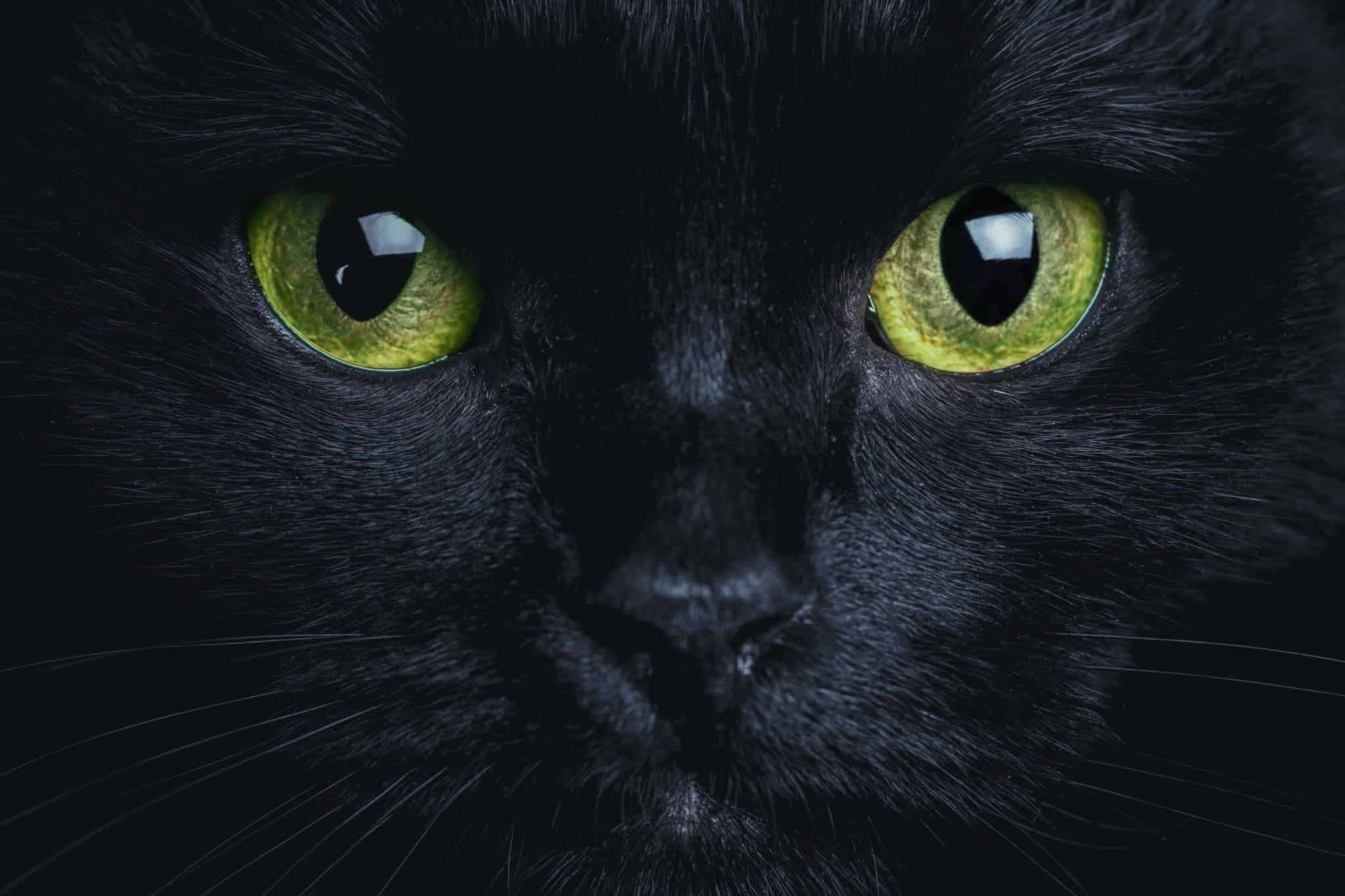 5 raisons d'adopter un chat noir - Sans Croquettes Fixes