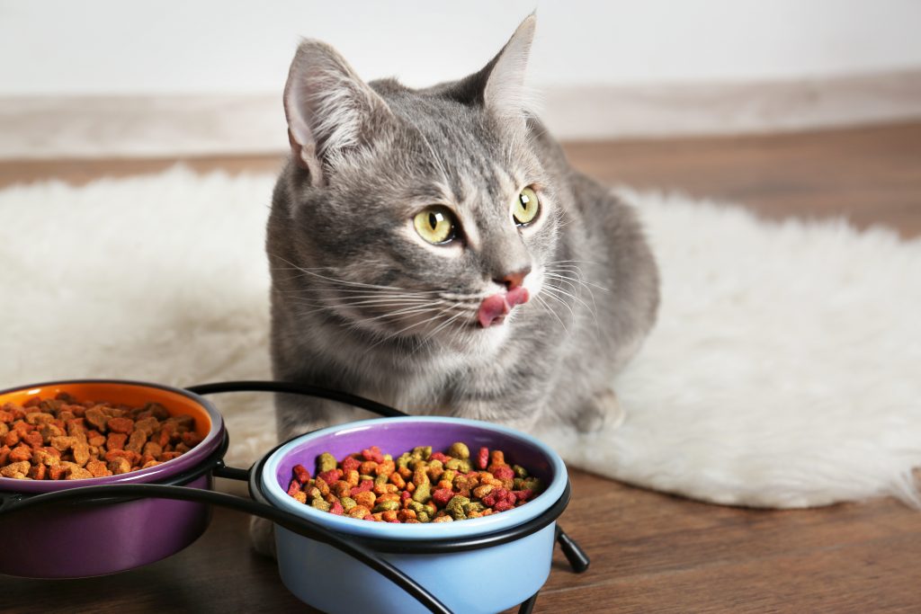 chat stérilisé qui mange ses croquettes