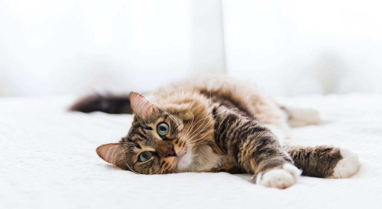 L’insuffisance rénale chez le chat