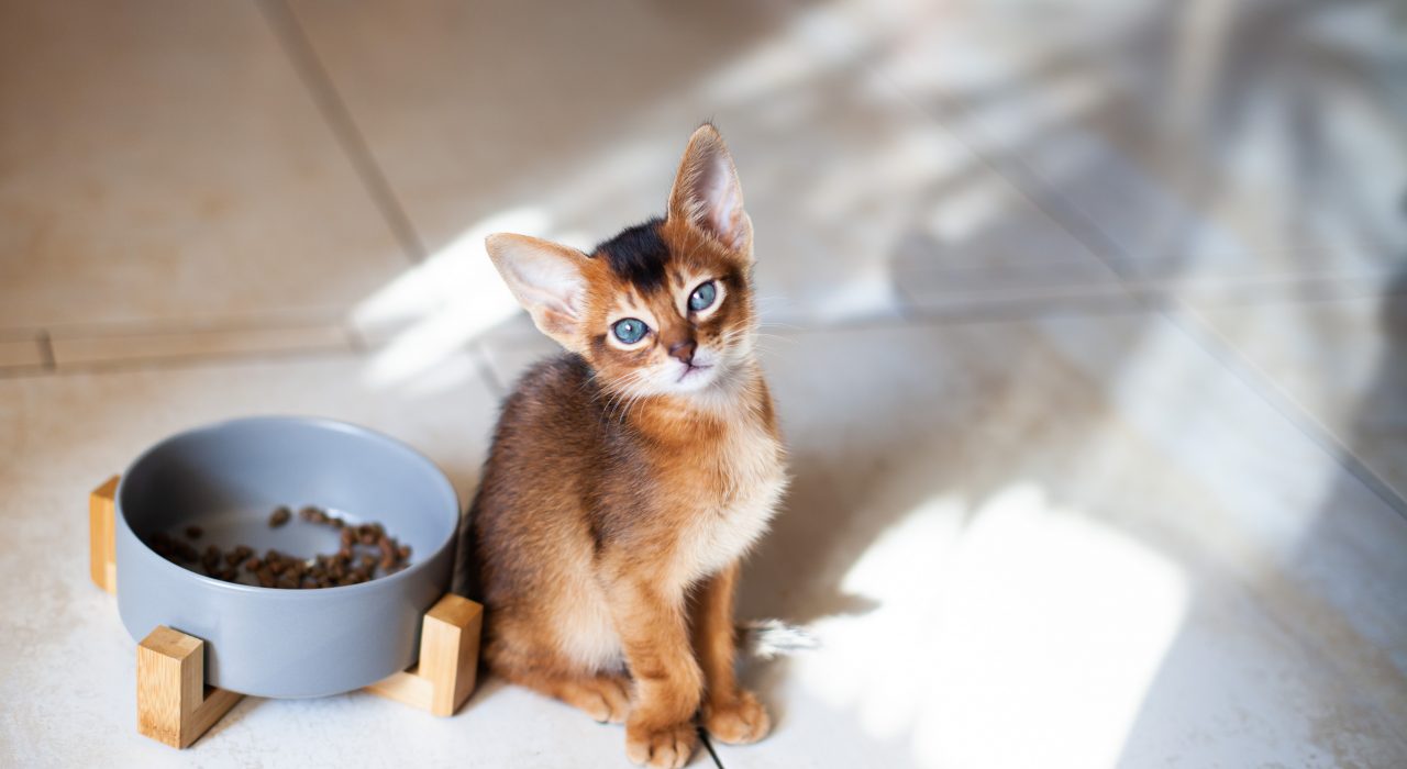 Comment nourrir un chaton à la maison ?