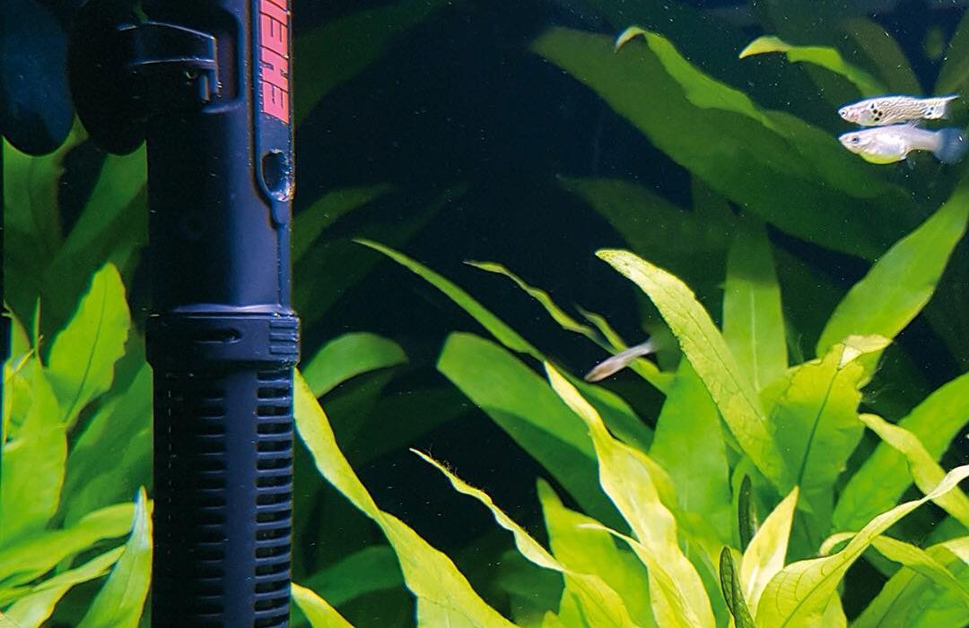 Chauffage pour aquarium : Tout Savoir pour le choisir