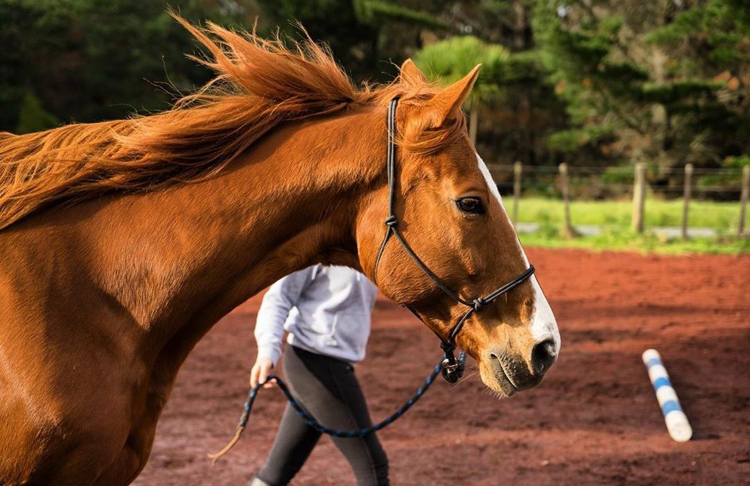 Soins du cheval : comment le soigner au quotidien ?