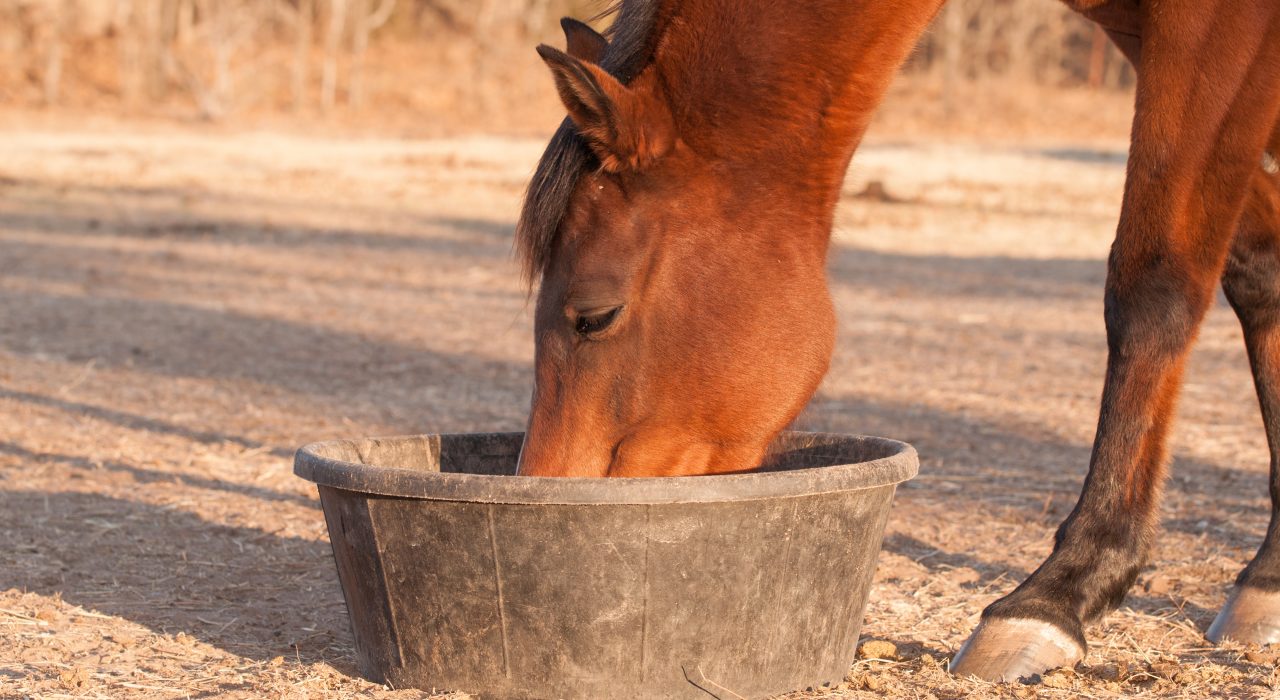 Alimentation du cheval: Tout Savoir pour bien le nourrir!