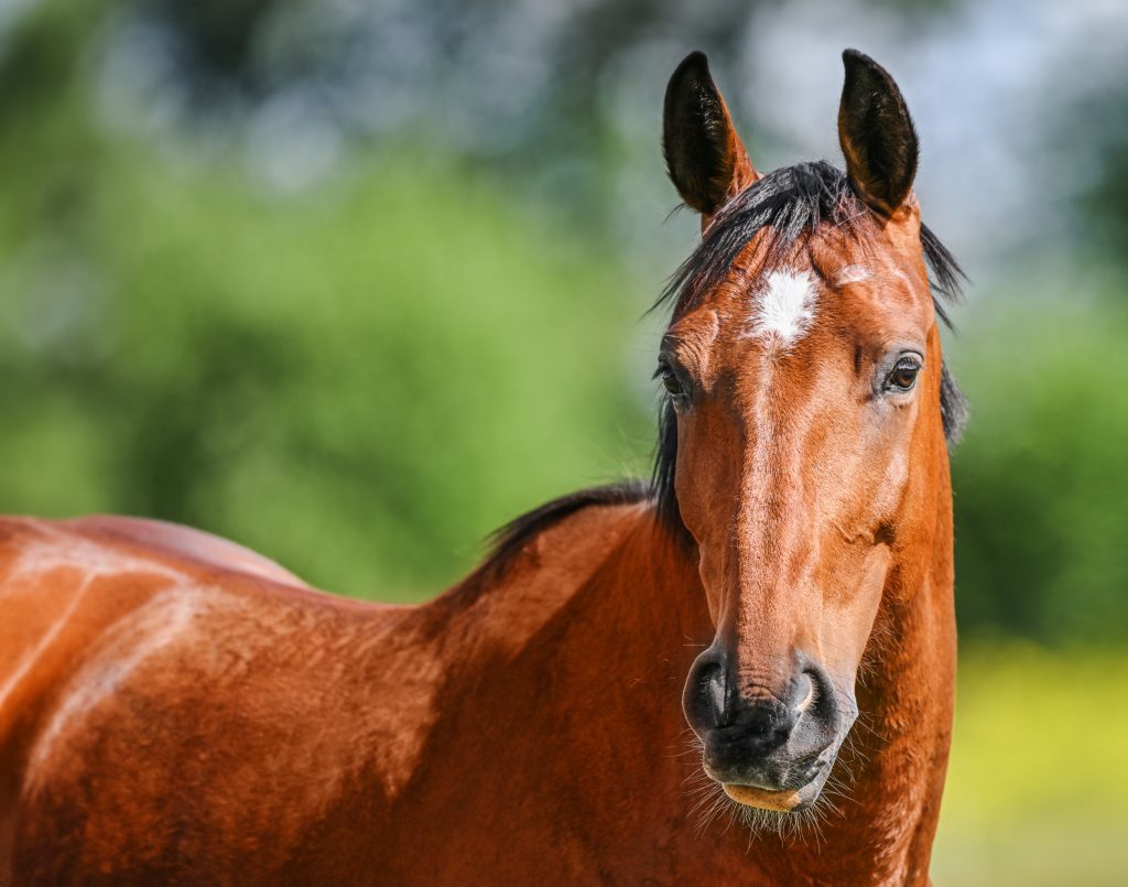 Portrait d'un cheval marron