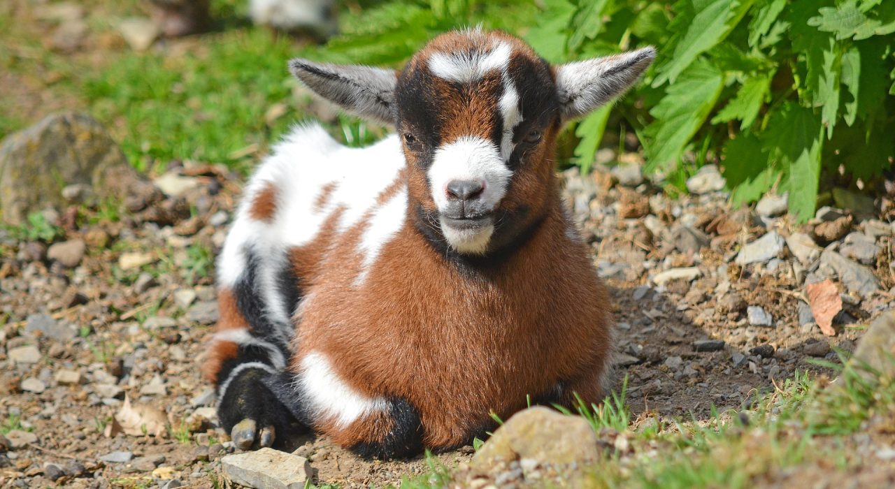 Adopter une chèvre naine : ce qu’il faut savoir