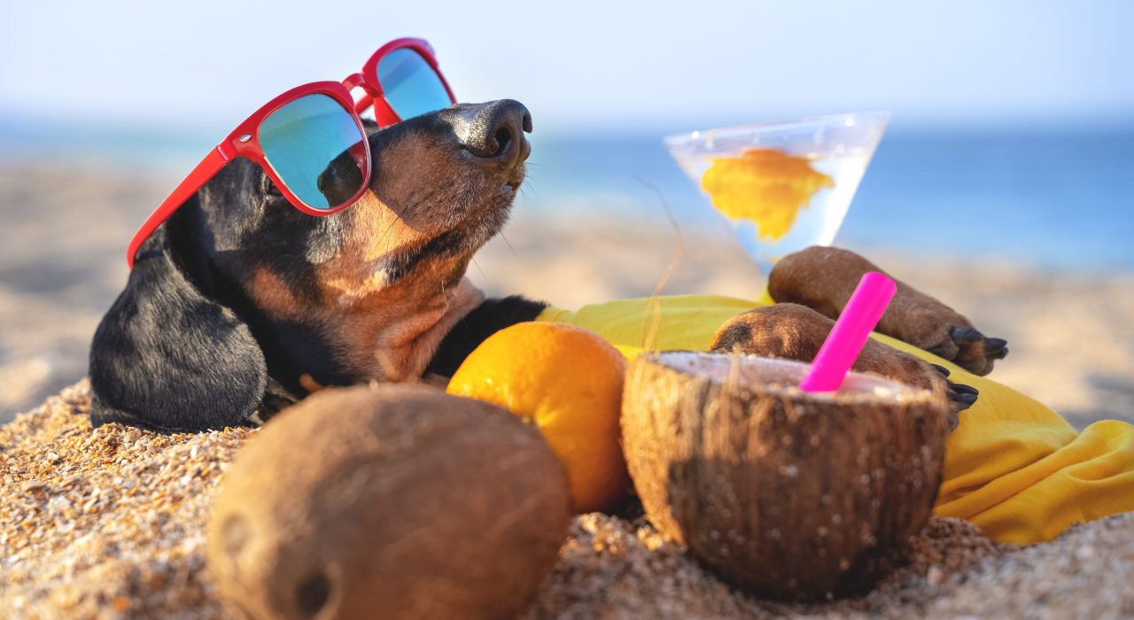 Les dangers de l’été et du soleil pour votre chien et comment les éviter