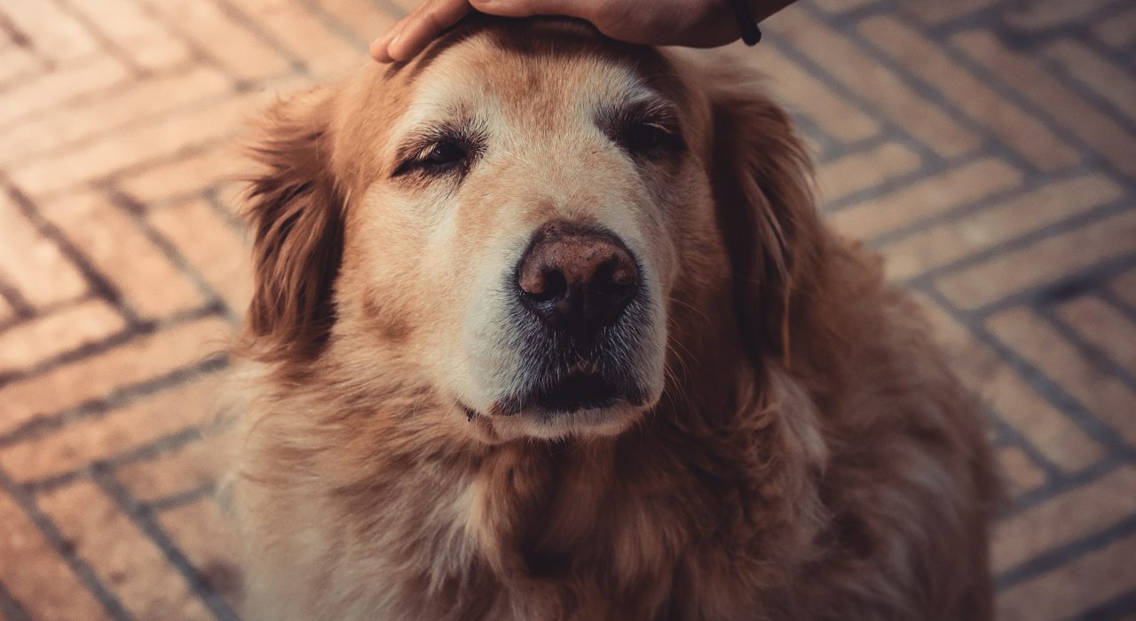 Assurance chien âgé : les critères à prendre en compte