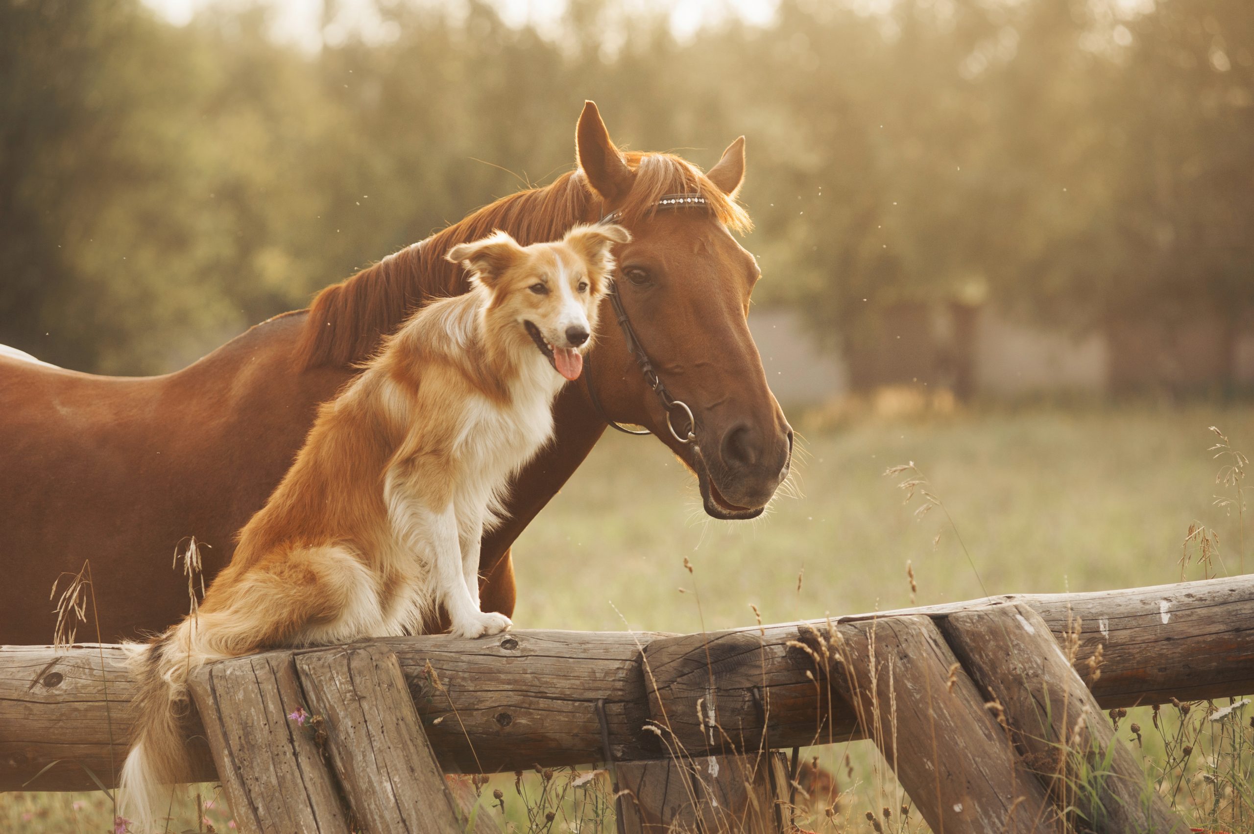 photo chien chat cheval