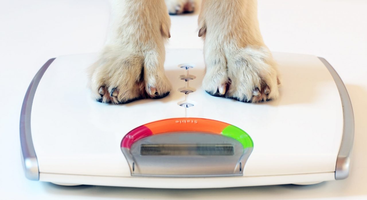 Surpoids et obésité chez le chien