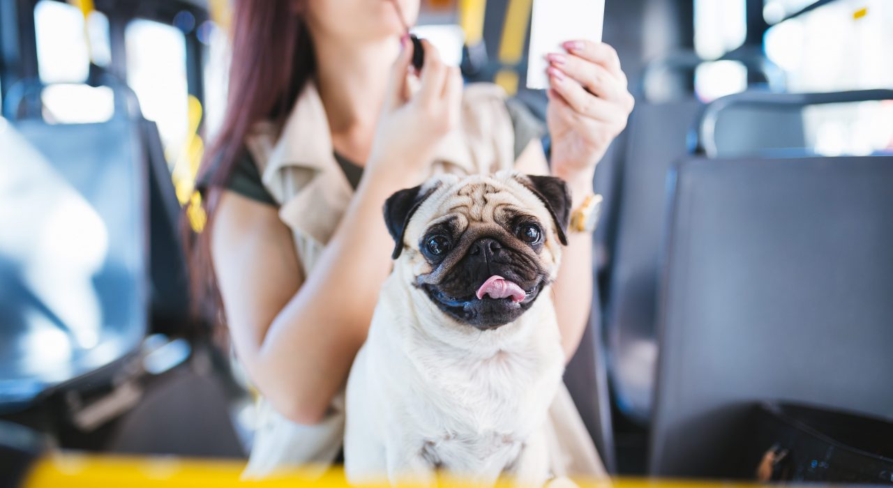 Voyager en bus avec son chien : compagnies et formalités