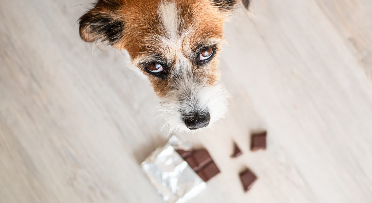 Les dangers du chocolat chez le chien