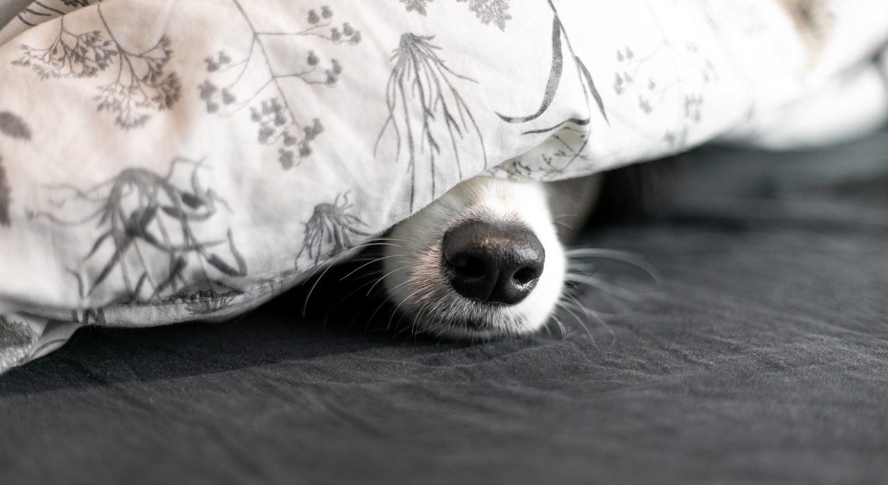 Pourquoi mon chien dort sous les couvertures ?