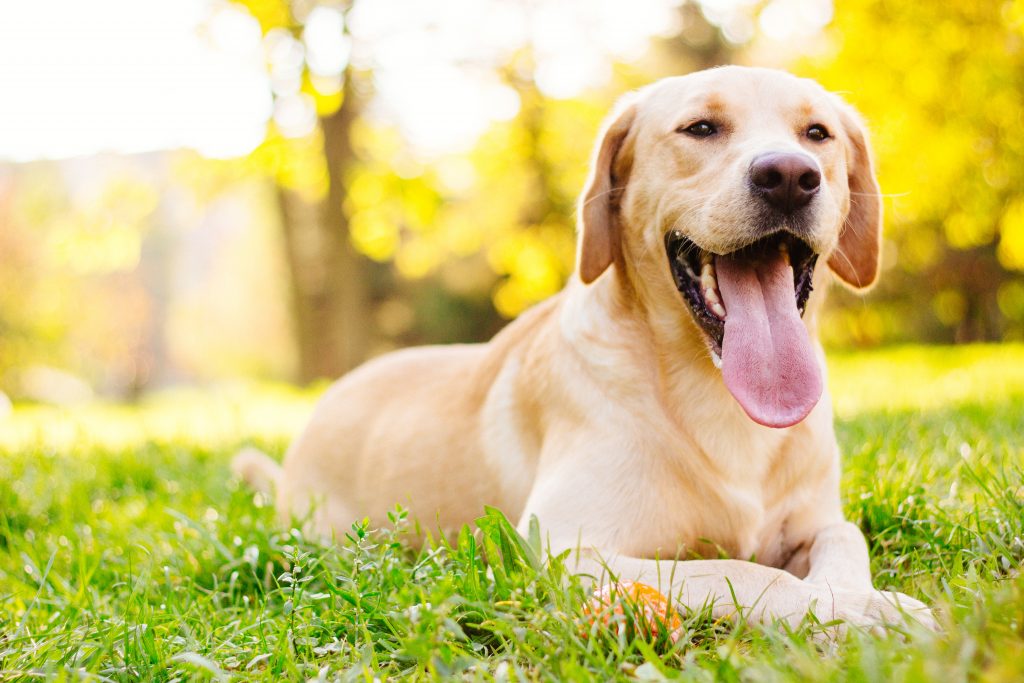 Labrador Retriever pur race