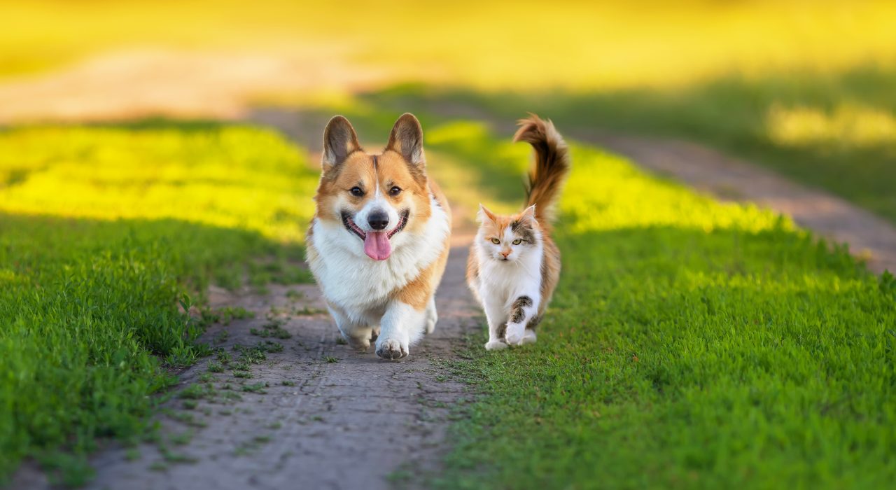 Stérilisation chien et chat: l’assurance rembourse-t-elle ?