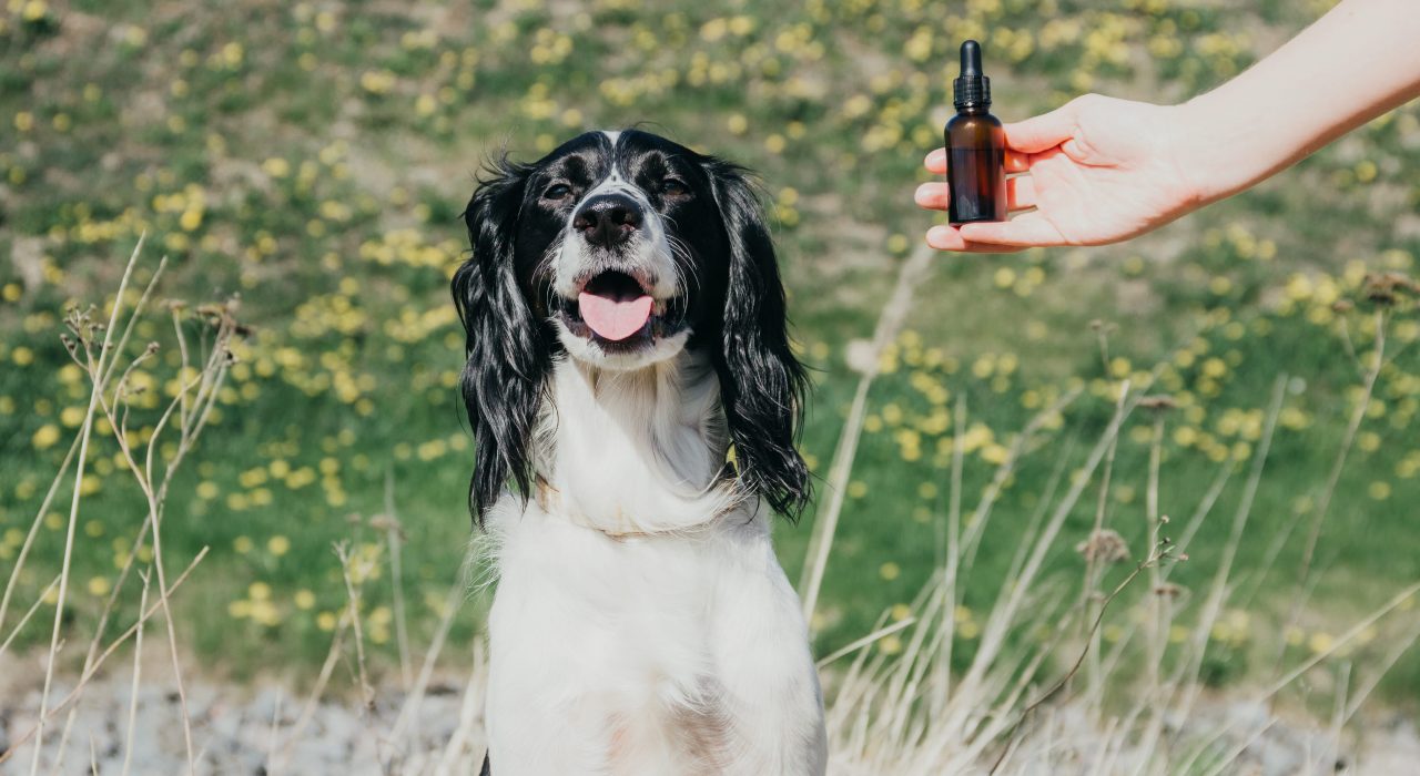 Bienfaits et utilisations des huiles essentielles pour le chien