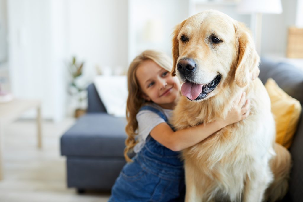 Golden Retriever avec enfant