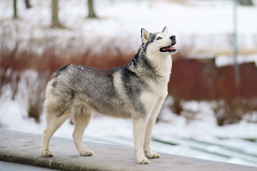 Chien loup Husky