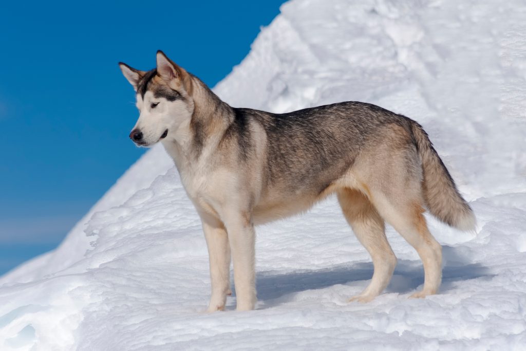 Malamute de l'Alaska