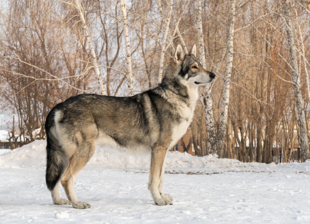 Chien loup de Saarloos