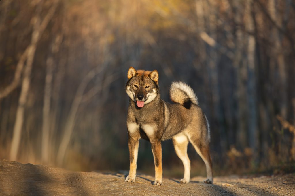 Chien loup Shikoku