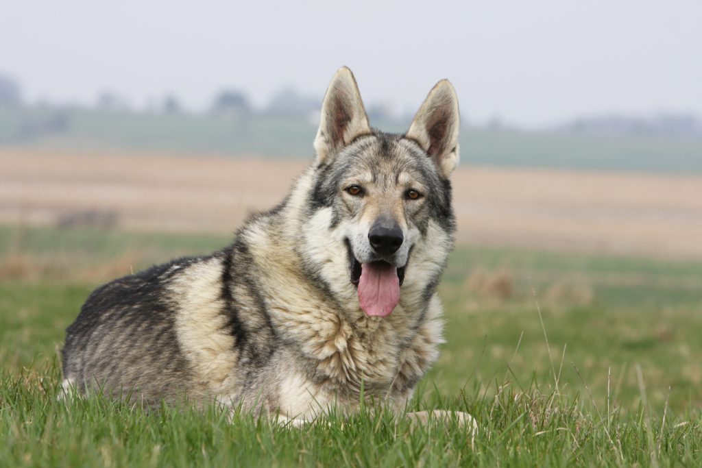 Chien-Loup Tchèque