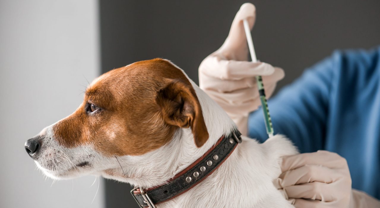 Liste des Vaccins obligatoires pour voyager avec son chien